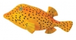 Stippelvis diepzee (oranje geel)